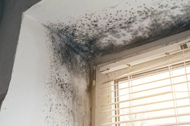 Affordable Mold Remediation solutions in Elm City, NC
