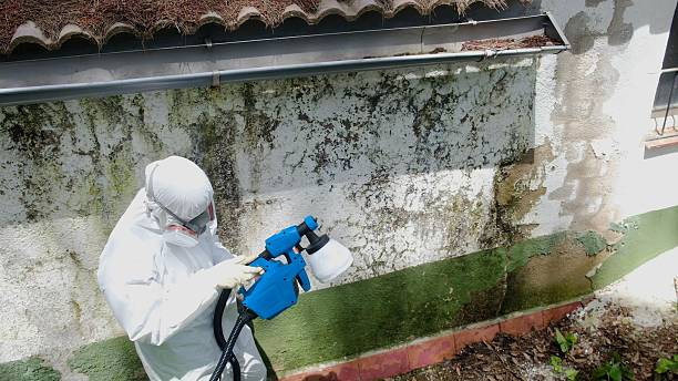 Top rated local Mold Remediation specialists in Elm City, NC